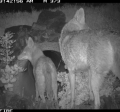 coyote culvert