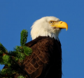 bald eagle
