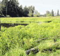 Coffee Lake Wetlands