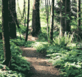 Memorial Park - Forested Area