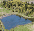 lake with trees