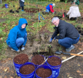 hedgerow planting