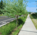 Sidewalk next to highway 
