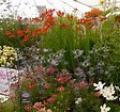 Hardy Plants