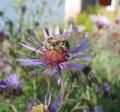 Bee on flower