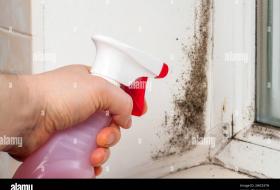 Mold in Rentals
