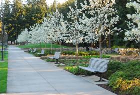 sidewalk with trees
