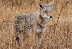 Coyote