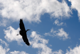 blue heron flying