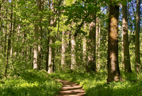 forest