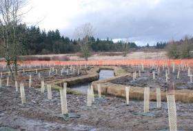 tree planting