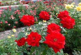 Red roses at Town Center Park. 