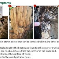photos showing symptoms of MOB infestation