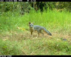 Gray fox on monitoring cameras roaming wetland