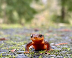 Newt