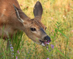 Deer