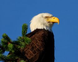 Bald Eagle