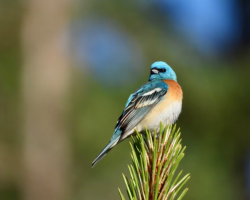 Bird