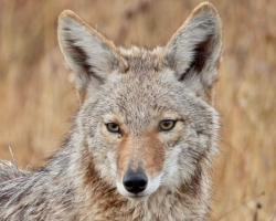 Coyote