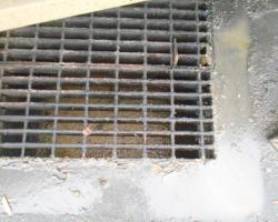 Grease in Catch Basin