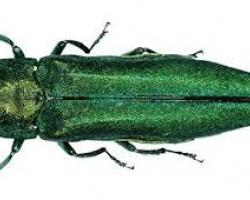 Emerald Ash Borer
