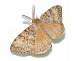 Gypsy Moth