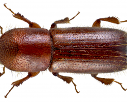 Mediterranean Oak Borer