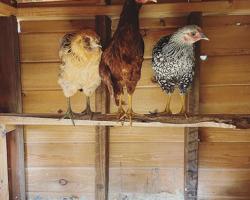 3 chickens sitting on a shelf in a coop