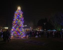 tree lit up