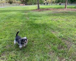 dog in park