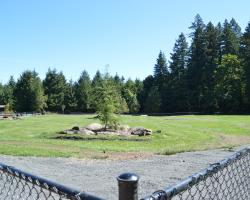 large dog area with tree