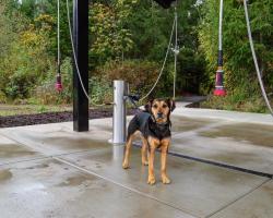 dog washing station