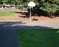 basketball court