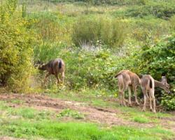 deer