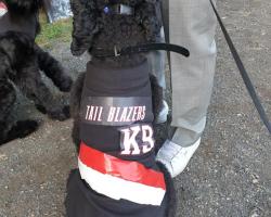Dog as Tailblazer