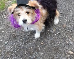 dog in witch costume