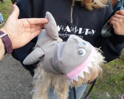 dog dressed as a shark