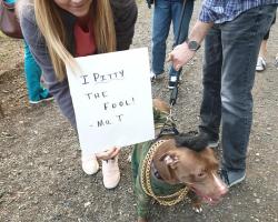 dog dressed as Mr.T