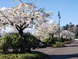 Spring Blossoms