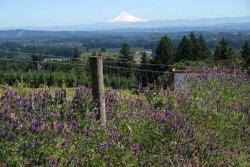 Mt. Hood Flowers