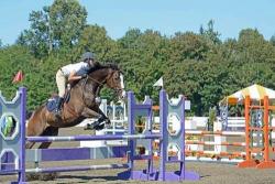 Horse and rider jumping over purple obstacle