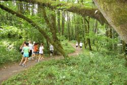 Runner on forest trail