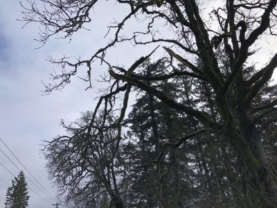 Tree with hanging branches