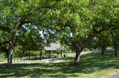 Walnut trees at Memorial Park