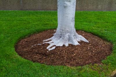 Mulch can help protect trees during periods of intense summer heat