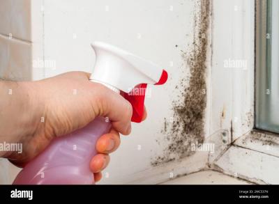 Mold in Rentals