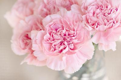 carnation flowers