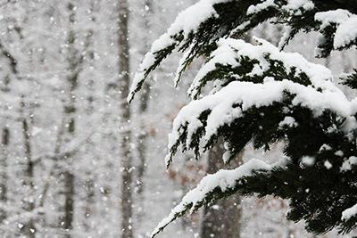 snow storm with tree branches heavy with snow