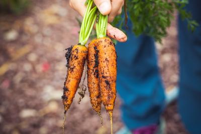 hand holding carrots recently pulled from the garden