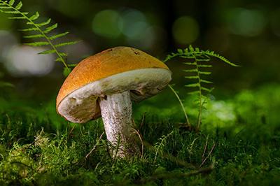edible mushroom in forest